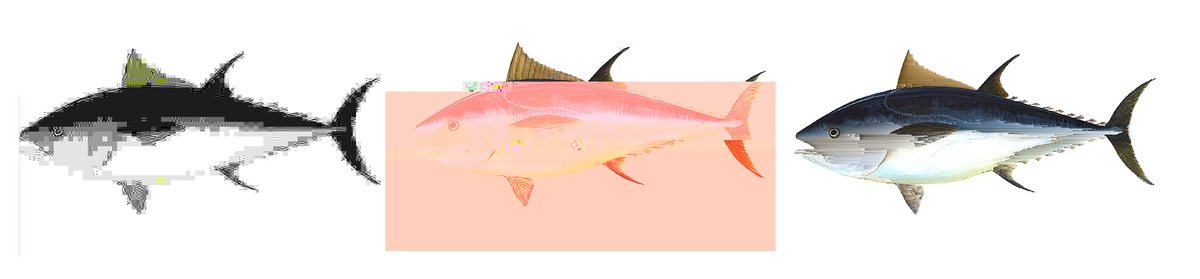 Three tuna illustrations, each with a different glitch distortion